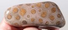 Petoskey Stone Fossil Coral Lapidary  7.5 oz. windowed rough lot P2 — photo 1