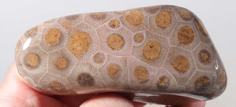 Petoskey Stone Fossil Coral Lapidary  7.5 oz. windowed rough lot P2