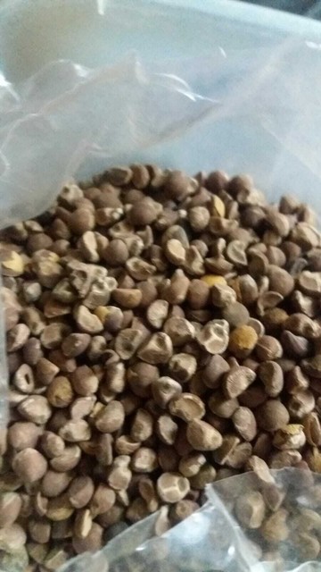 500 Untreated Hawaiian Baby Woodrose Seeds Argyreia Nervosa Fresh Harvest For Sale Ebay