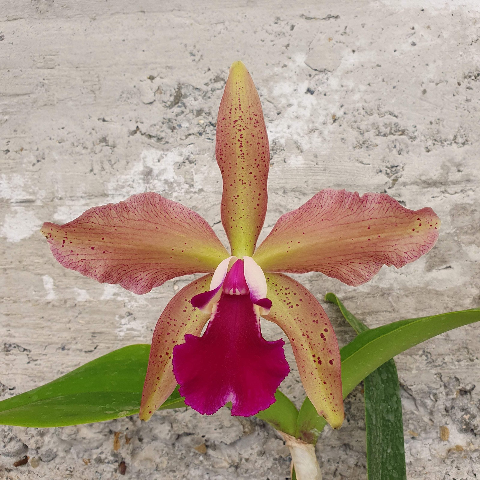 Laelia tenebrosa x blc Duringan x c granulosa, orchidée Cattleya rare pour serre et intérieur