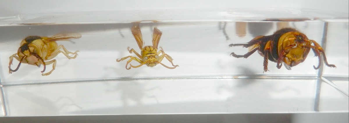 Black Shield Wasp & Tiger Hornet & Yellow Wasp Set in Clear