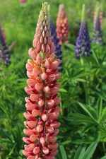 25 Pink Peach Lupine Seeds Flower Perennial Flowers Hardy Seed 1015 US SELLER