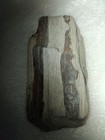 Rare Petrified Wood-Pattern — photo 2