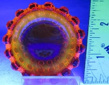 Lacy Daisy by Westmoreland Open Salt Cellar #909 Cadmium Glass Reactive Glows