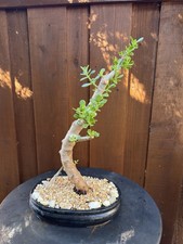 Jade  Portulacaria Afra Bonsai Tree Large