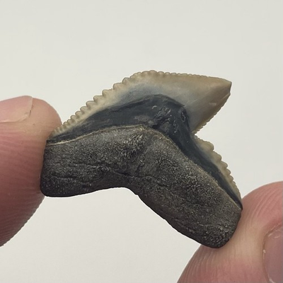 #ad #ad COLORFUL TIGER SHARK TOOTH FOSSIL .8” VENICE FLORIDA $14.00