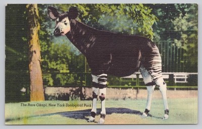 Vintage Rare Okapi Postcard New York Zoological Park Linen Era
