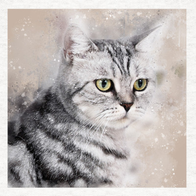 Katze - Silber Tabby Katze - Stoff Basteln Paneele in 100% Baumwolle oder Polyester