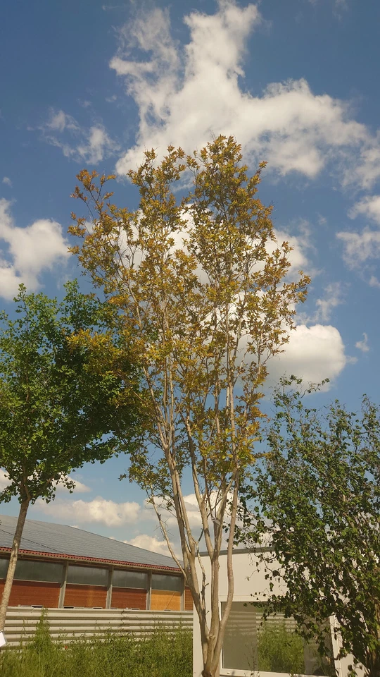 Kreppmyrte (Lagerstroemia natchez) höhe: ca. 350cm - Bild 4 von 4