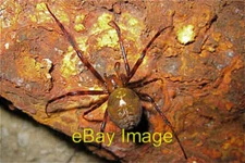 Photo 6x4 Malham Tarn: European cave spider Meta menardi Water Houses The c2008