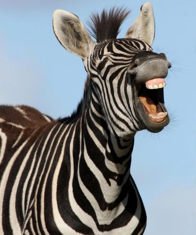 P1080383-442 Wired Network Card For Zebra ZD410 ZD420C ZD420D ZD420T Upgrade kit - Image 4 of 4