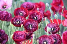 200+ Shirley Poppy Seeds for Garden Planting - USA - FREE SHIPPING!