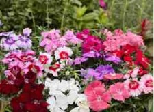 10    X  BEDDING DIANTHUS   MINI PLUG PLANTS  CHOICE OF VARIETIES  FREE POSTAGE