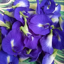 Butterfly Pea Flowers Dried Natural Blue Herbal Tea 500g  DHL Ship