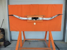 MOUNTED STEER BULL HORNS 7' 8" tip-tip  Bases 13 1/2"COW BULL HORN LONGHORN 263