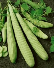 Armenian Metki White Cucumber Seeds 