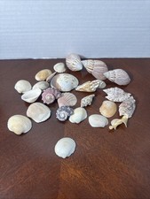 25 Shells Seashell Lot  Mixed Beach Coastal Decor Craft Wedding Bulk Lot