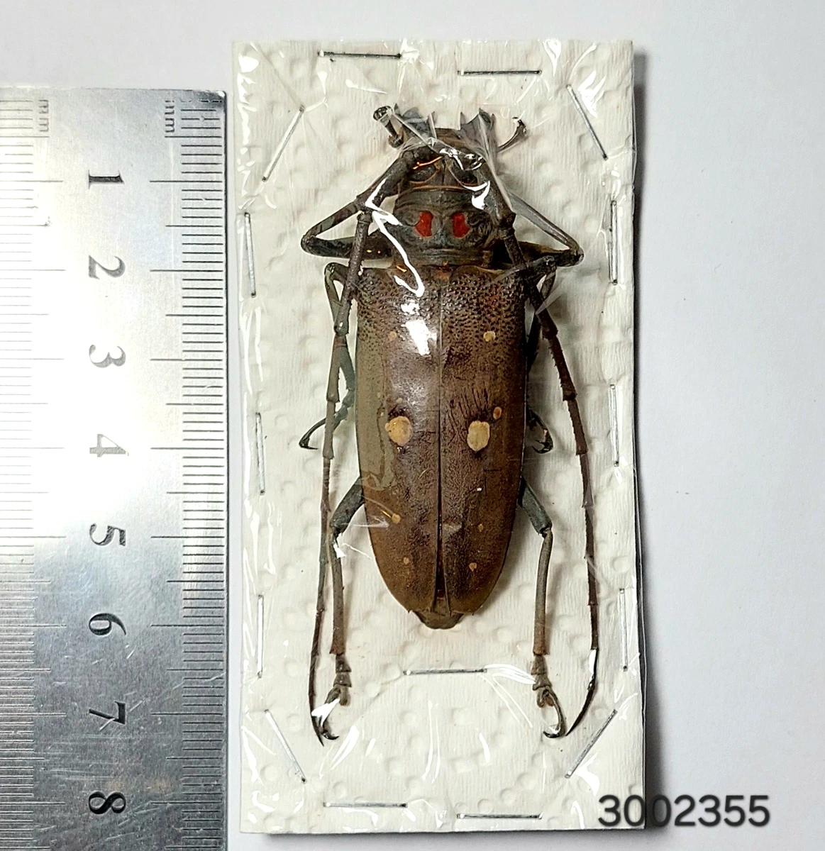 Batocera for sale | eBay