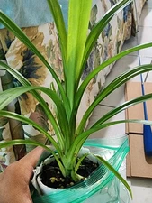 1 Live Pandan Leaf tree With Roots 6"-10" (lá Dứa - Planta de Pandan) In Cup.