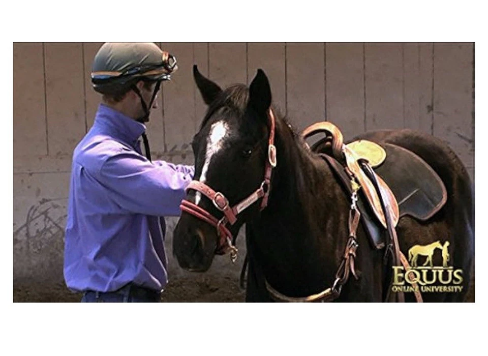 Premium M Onty Roberts Offizielles Training Halfter Schulhalfter Standardhalfter - Bild 3 von 4