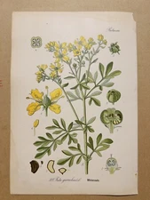 1886 ANTIQUE PICTURES LITHOGRAPH ART PRINT BOTANY FLOWER FLORA NATURE DECO PO...