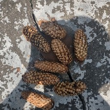 Assorted Natural Pine Cones Craft Lot - Mixed...