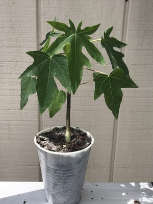 2 Lady Red Papaya Live Plant Tree Organic 6 -10  From Florida Full strong roots.