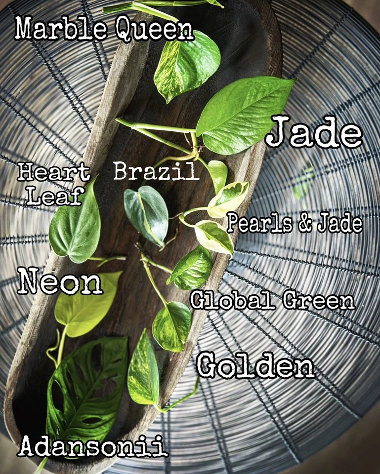 15 Houseplant Cuttings: Pothos, Philodendron, Monstera - Water Propagation - Image 3 of 4