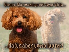 Pudel ZWERGPUDEL Metall Warnschild Alu-Dibond Hundewarnschild SCHILD NEU #1