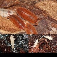 15 Orange Koi Isopods  Starter Springtails Culture   Porcellio scaber