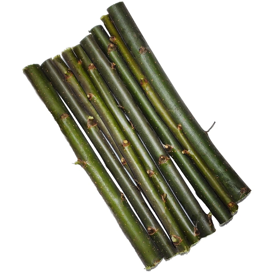 30 Austree Hybrid Willow Trees Fast Growing Shade Windbreak Cuttings FAST SHIP - Image 4 of 4