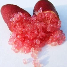 Red Finger Lime Tree - 12-24" Tall - Live Citrus Plant - Potted - Grafted