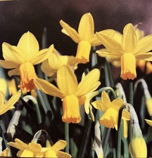 Spring Flower Greeting Cards ~ Pack of 20 ~ blank for your own message ~ 10x10cm