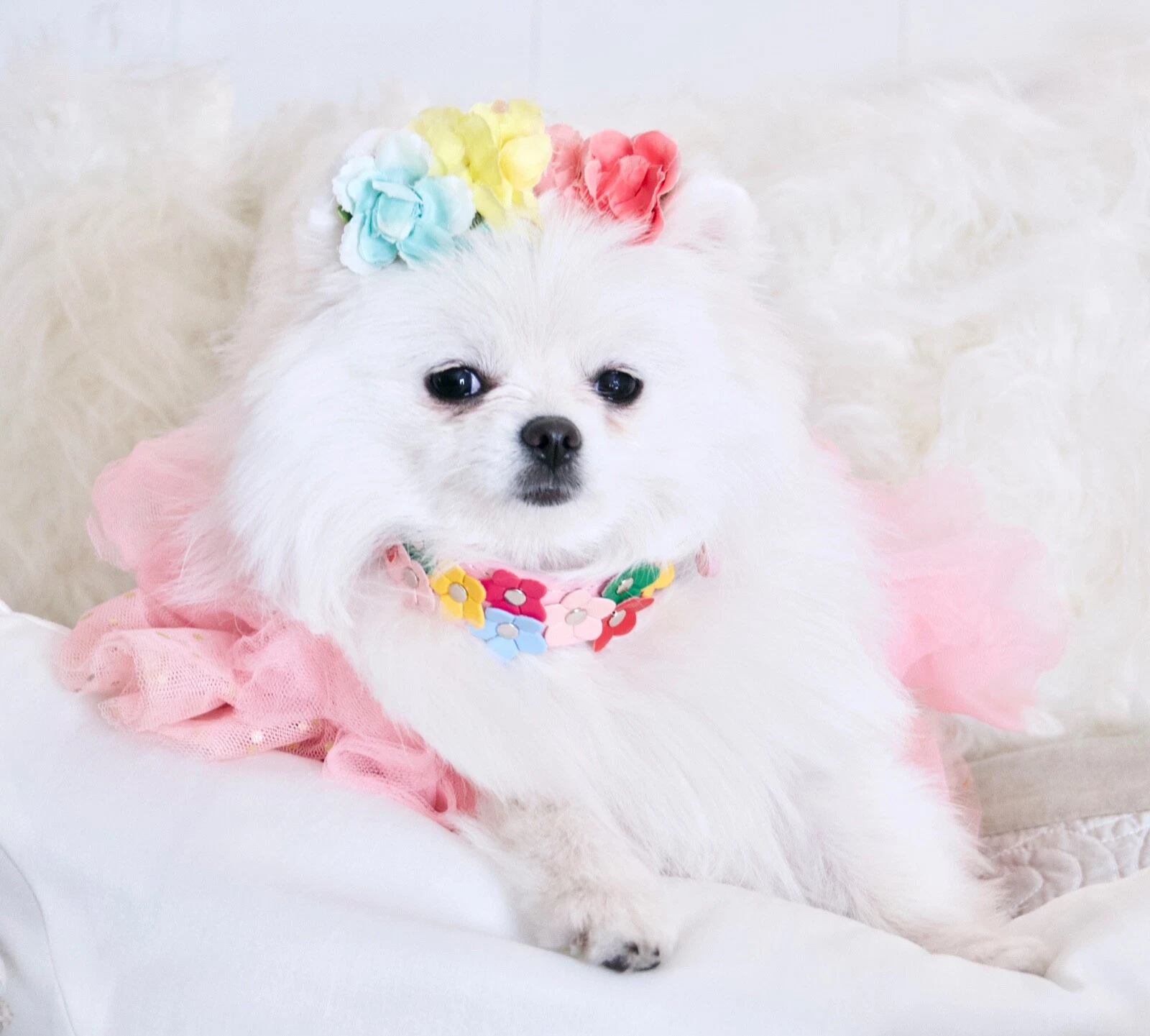 NEW Luxury Pink Rainbow Daisy Flower Vegan Pet Collar Dogs Cats Enchanted Pets