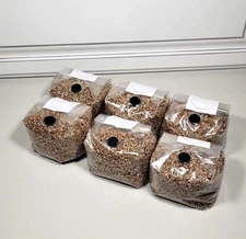 6 Rye Grain Mushroom Grow Bag for Rye Grain Spawn with injection port .2 micron