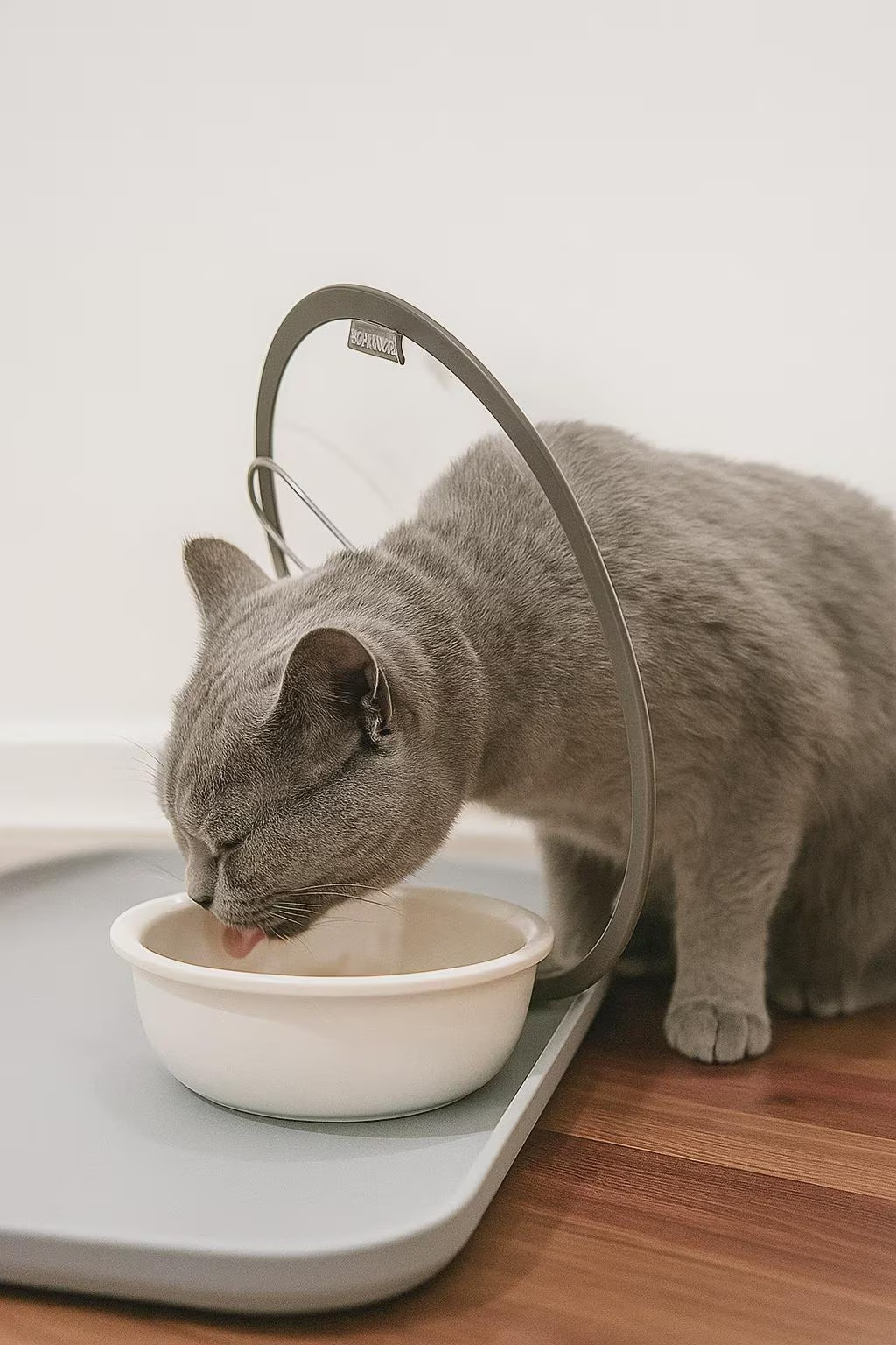Collerette pour chat souple : cône de protection réglable pour des repas sans gêne