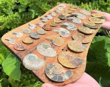 Ammonite Fossil Pairs - Choose Size & Amount (Natural Opalized Ammonite Pairs)