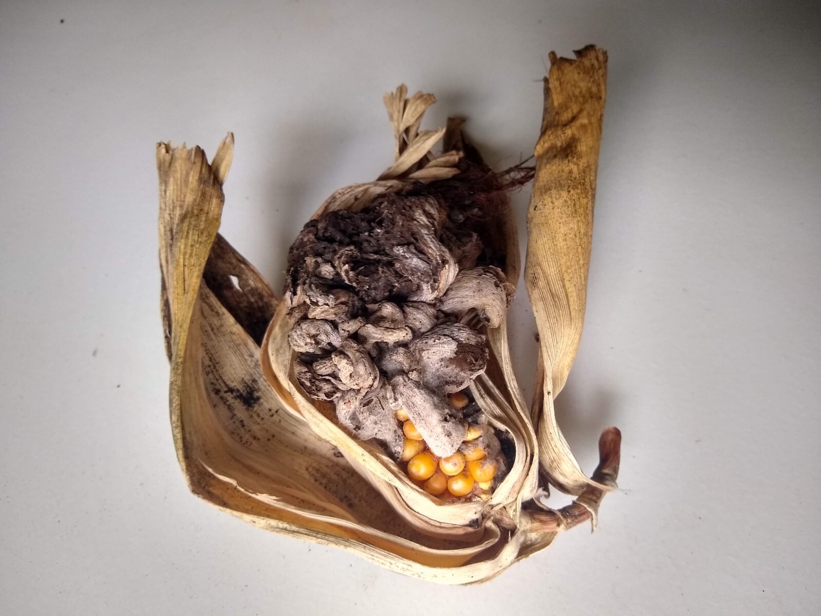 Huitlacoche Spores ~ Corn Fungus ~ (Ustilago maydis) ~ Corn Mushroom