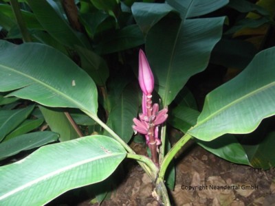 essbare Rosa Zwergbanane / frostharte Freiland-Banane Gartenbanane  Bananenstaude | eBay.de