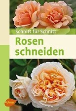 Rosen schneiden: Schnitt für