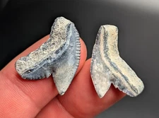 Beautiful Blue Tiger Shark Teeth BV Florida Megalodon Era