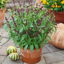 200 THAI BASIL SEEDS ~ heirloomseedguy ~ 2026 ~ NON-GMO