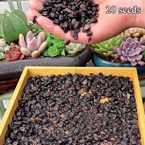Flowers all Year Round Flower Seeds Sowing for all Seasons About 20pcs Garden - Picture 2 of 10