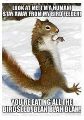 SQUIRREL FRIDGE MAGNET FUNNY QUAD RED SQUIRREL FRIEND HUMOUR SISTER