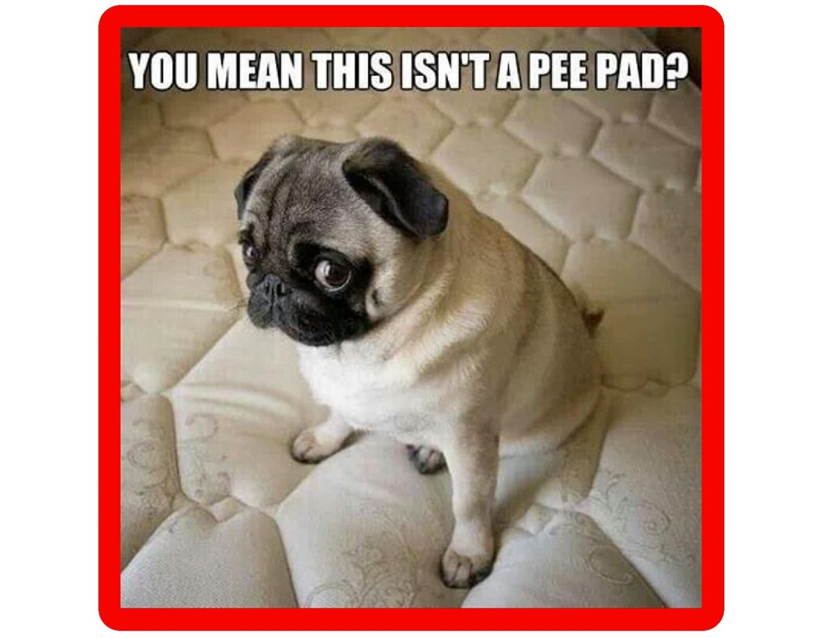 Dog Meme Funny Cute Pugs Pug Me 2025