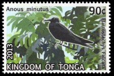 TONGA 1209 - Black Noddy "Anous minutus" (pb86248)