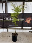 Acer palmatum 'Judith Ann' Japanese Maple 1 Gallon — photo 2