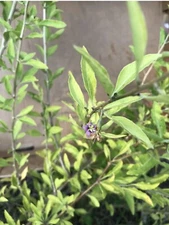 Goji Berry - Lycium barbarum - Live Plant