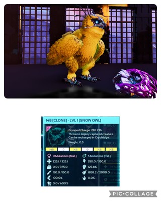 ark survival ascended pve SOLID ID148 LEVEL 1 SNOW OWL FEMALE CLONE