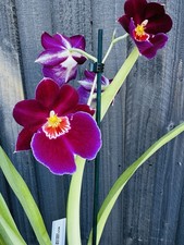 Miltoniopsis (Pansy Orchid) IN BLOOM, White And Purple Varieties, Fragrant